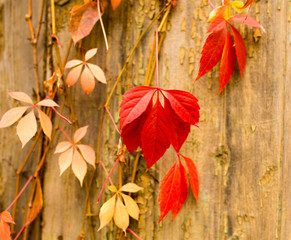 Naklejka na ściany i meble beautiful red leaves on a plant in autumn