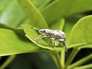 insect weevil,Curculionidae