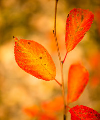 Obraz premium beautiful leaves on a tree in autumn