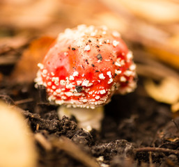 red mushroom amanita in nature in autumn