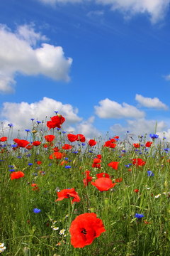 Sommer
