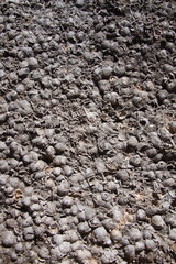 ancient fossil detail closeup, Olympia Greece