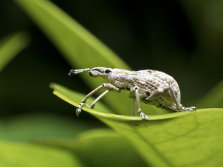 insect weevil,Curculionidae