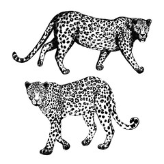 Set of hand drawn sketch style leopards. Vector illustration isolated on white background.