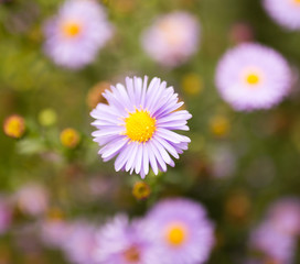 beautiful violet flower in nature