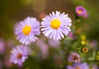 Obraz premium beautiful violet flower in nature