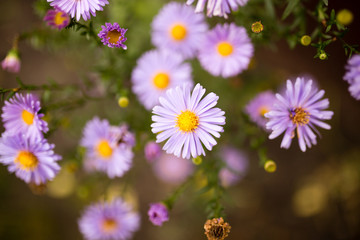 Fototapeta premium beautiful violet flower in nature