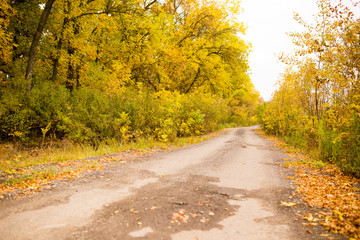 dirt road in the autumn