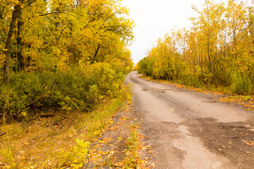 Obraz premium dirt road in the autumn