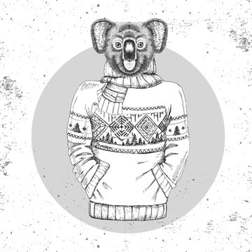 Retro Hipster fashion animal koala dressed up in pullover. Hipster animals