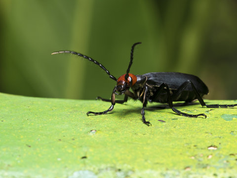 Blister beetles,Epicauta hirticornis