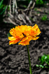 Yellow tulip on a flowerbed in garden