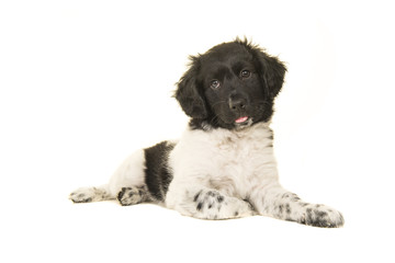 Cute stabyhoun puppy dog lying on the floor with its tongue sticking out isolated on a white background