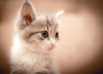 portrait of a small kitten