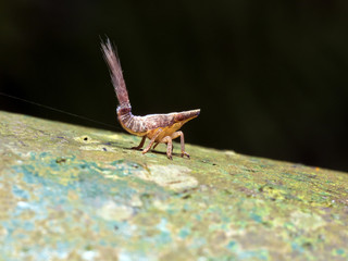 Issidae nymph,insect