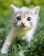 Fototapeta na wymiar little kitten is walking in green grass outdoors