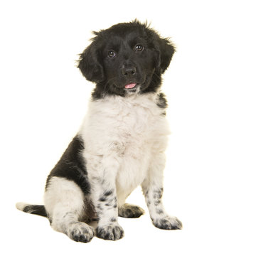 Cute stabyhoun puppy dog sitting looking at the camera isolated on a white background