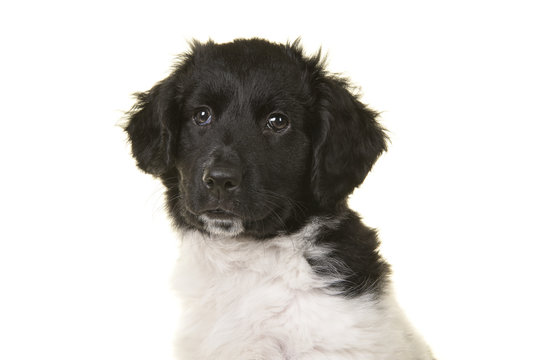 Portrait of a cute black and white stabyhoun on a white background