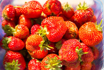 Red ripe strawberries in the garden