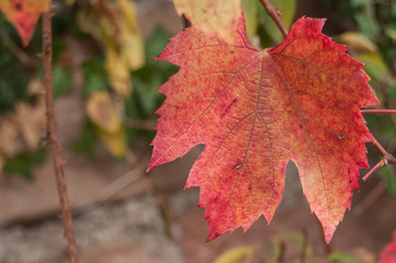 Fototapeta na wymiar détail feuilles de vigne en automne