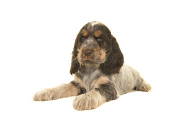 Cute multi colored roan brown english cocker spaniel puppy dog lying isolated on a white background