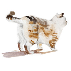 Cute colorfull siberian cat isolated on white background. Watercolor concept. Animal concept