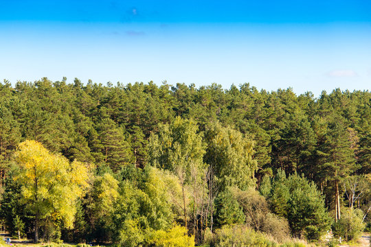 Mixed Green Forest On Nature In Summer