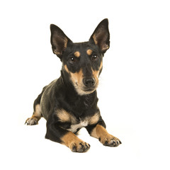 Black and tan jack russel terrier lying down facing the camera on a white background