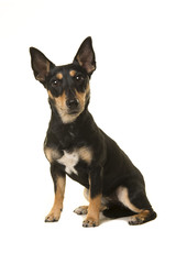 Pretty black and tan jack russel dog facing the camera sitting isolated on a white background