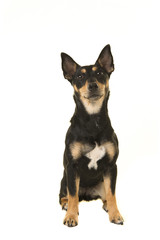 Pretty black and tan jack russel dog sitting and looking up isolated on a white background