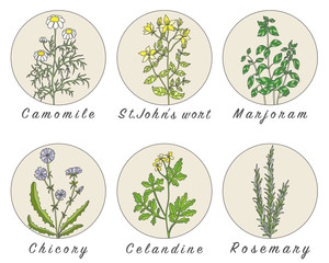 Set of spices, herbs and officinale plants icons.