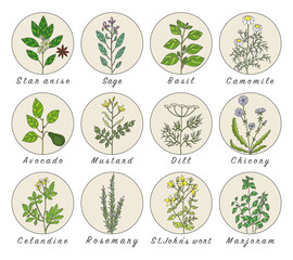 Set of spices, herbs and officinale plants icons. Healing plants.