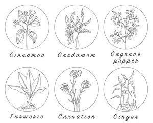 Set of spices, herbs and officinale plants icons. Healing plants.