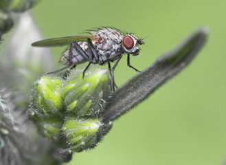 Naklejka premium Small wild fly on the grass.Coenosia sp.Tiger Fly