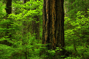 Fototapeta premium a picture of an Pacific Northwest forest with a old growth Douglas fir tree