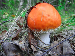 Lovely orange fly agaric