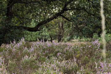 Heide in bloei