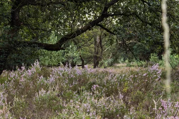 Foto op Canvas Heide in bloei © Wil