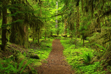 Fototapeta premium a picture of an Pacific Northwest forest trail