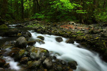 a picture of an Pacific Northwest fresh water stream