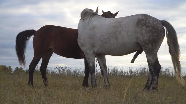 love game and courtship between  two horses on the autumn meadow