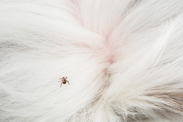 Flea tick on dog hair
