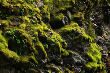 a picture of an Pacific Northwest mossy cliffside