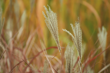beautiful fluffy ears on the background of an autumnal natural bright sunny background.plants in autumn park, garden
