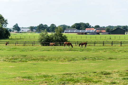 Pieterpad Zelhem naar Braamt