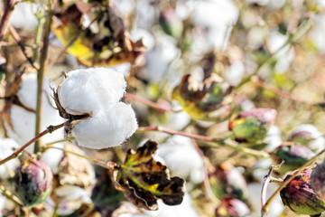 cotton field