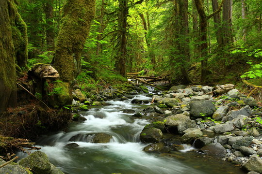 a picture of an Pacific Northwest forest and fresh water creek