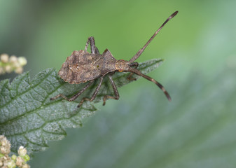 Dock bug, Coreus marginatus, nymph