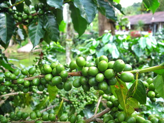 Green coffee beans