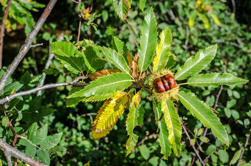 Chestnuts on the tree just before breaking